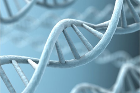 Ученые обнаружили ген бессмертия