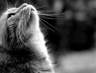 10 распространённых мифов о кошках