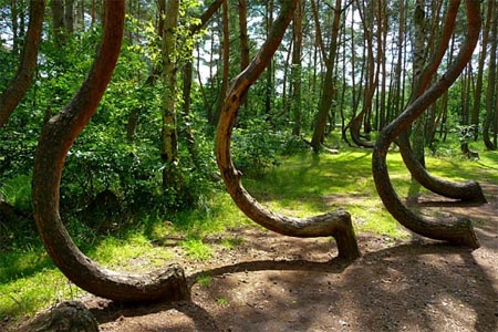 В Польше есть "Кривой лес"