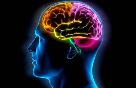 10 мифов о человеческом мозге