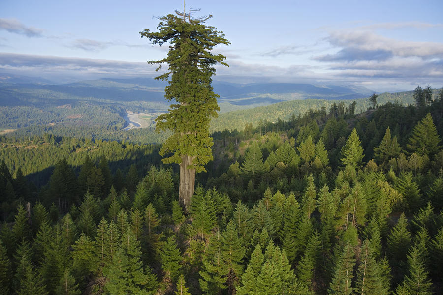 10 самых высоких деревьев на Земле