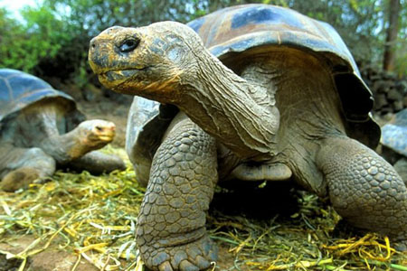 13 фактов о черепахах