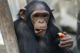 Шимпанзе не различают прошлое и настоящее