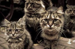 Десять страшных фактов о кошках