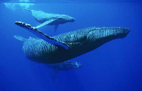 Горбатые киты способны проплыть тысячи километров по прямой линии