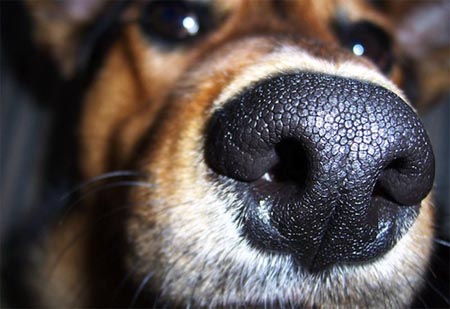 10 фактов о животных и запахах